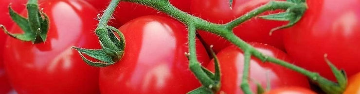El arte del cultivo del tomate y sus variedades