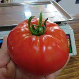 Tutorial del Tomates