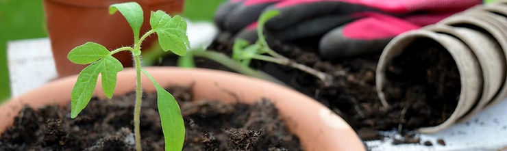 mi Plantin tutorial huerto cuidados