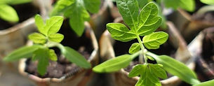 Plantin Pasos para crear tu cultivo de tomates:
