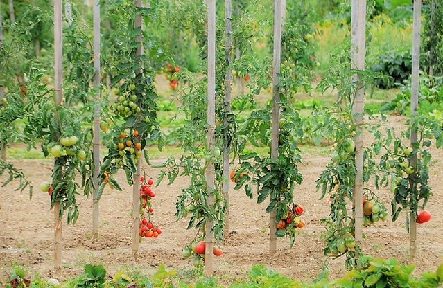 Tutorial del Tomates