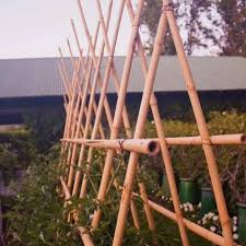Tutorial del Tomates