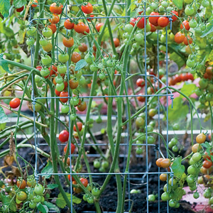 Tutorial del Tomates