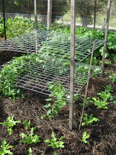 Tutorial del Tomates