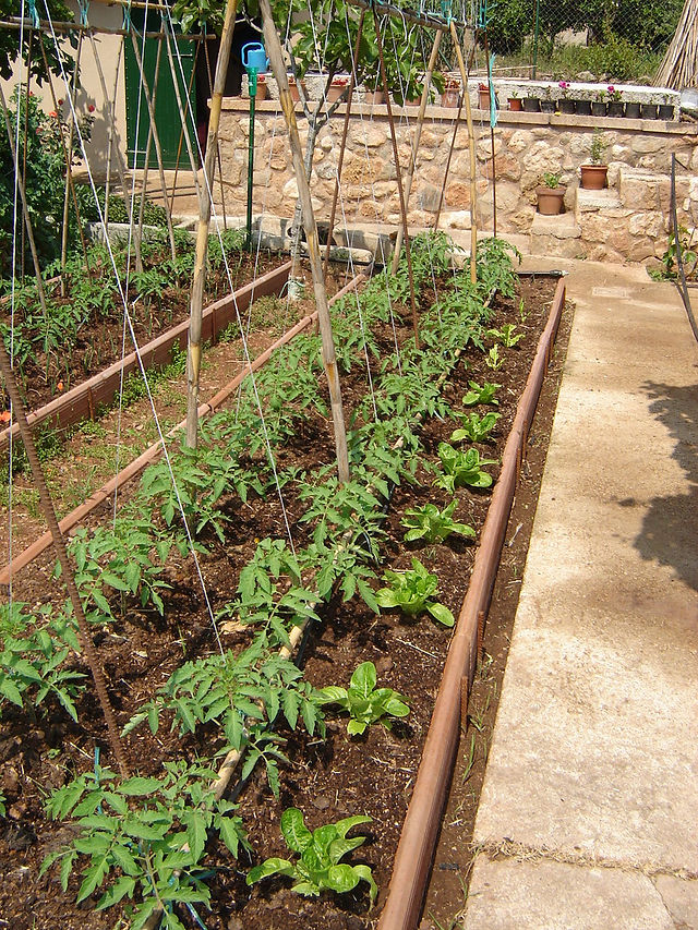Tutorial del Tomates