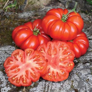 tomate Costuloto Genovese
