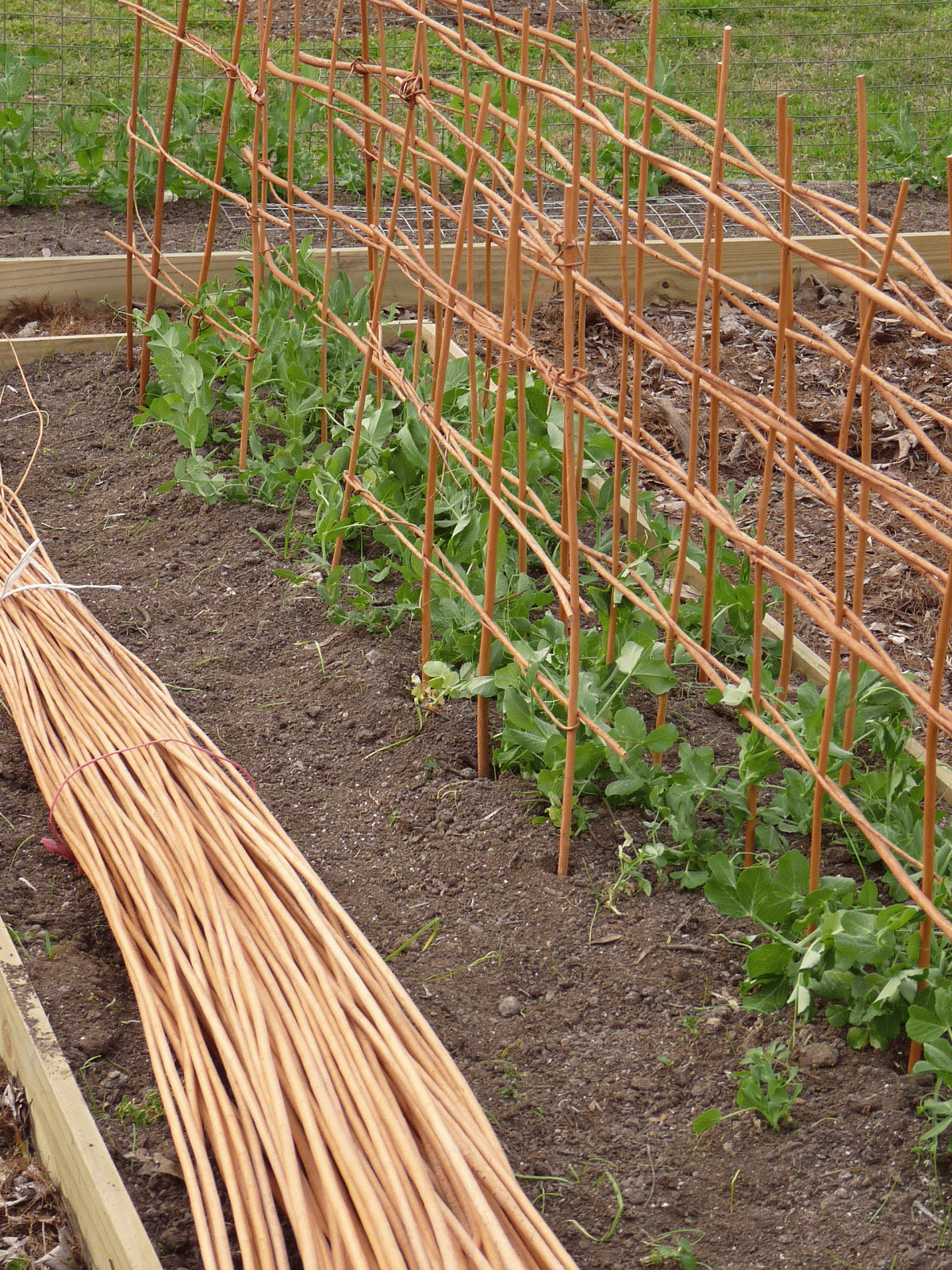 Tutorial del Tomates