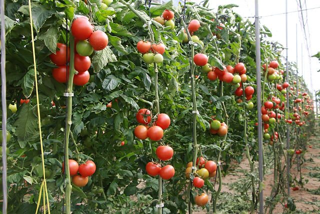Tutorial del Tomates