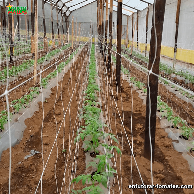 Tutorial del Tomates