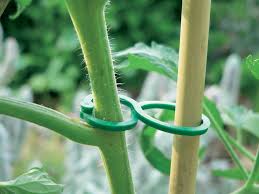 Tutorial del Tomates