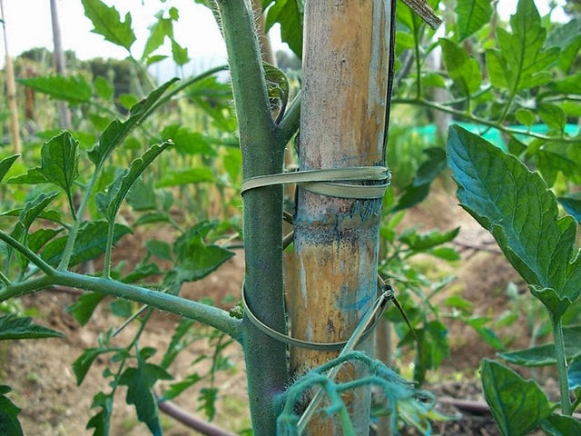 Tutorial del Tomates