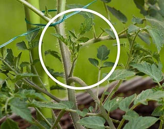 Tutorial del Tomates