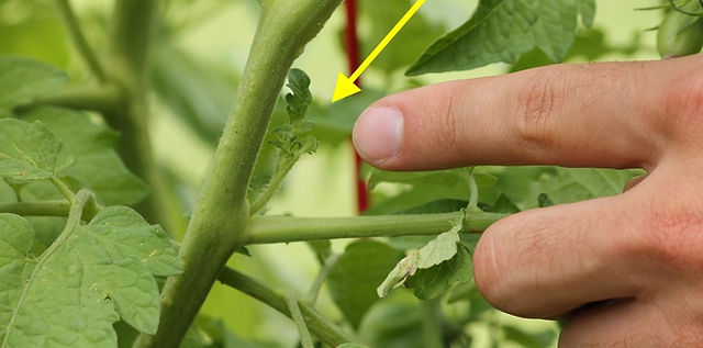 Tutorial del Tomates