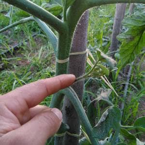 Tutorial del Tomates