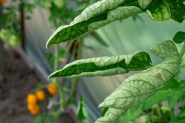 Tutorial del Tomates