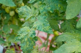Tutorial del Tomates