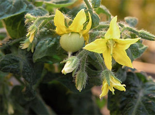 Tutorial del Tomates
