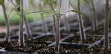 Plantin de tomate