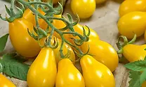 Tomate Cherry Perita Amarillo