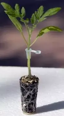 Plantín de tomate