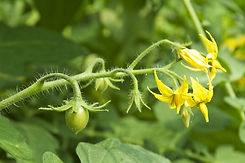 Flor del tomate