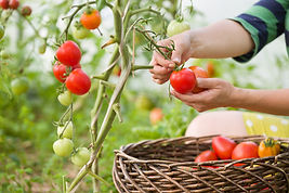 Cosechar el tomate