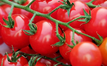 Tomate Cherry